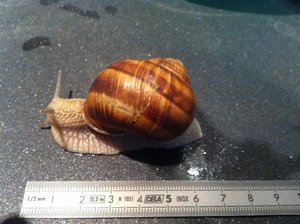 Helix pomatia, Helicidae, 08-07-12 (Large).jpg