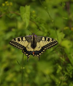 Papilio machaon(Le Machaon)_ROT3393.JPG