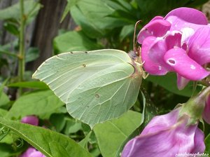 Gonepteryx Rhamni Le citron Pieridae papillon de jour Bouresse poitou-Charentes.jpg