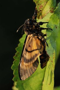 Acherontia atropos 09072012 2.jpg