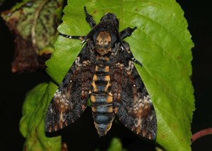 Acherontia atropos 09072012.jpg