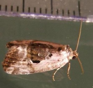 4624 Noctuidae, hadeninae, Elaphria venustula, Erastrie gracieuse = noctuelle gracieuse 07.05.19 (3p%).JPG