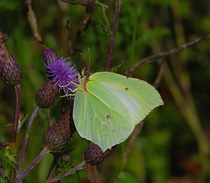 Gonepteryx rhamni L.(Le Citron femelle)_ROT3705.JPG