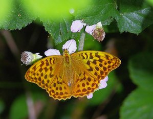 Argynnis paphia L. (Le Tabac d'Espagne)-Femelle-_ROT3753.JPG