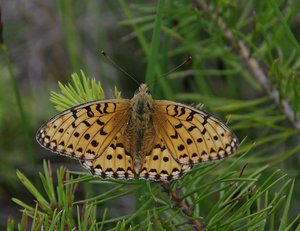 Speyeria aglaja L.(Femelle) Le Grand Nacré_ROT3896.JPG