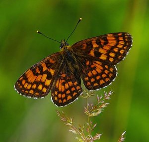 Mellicta athalia Rott.(La Mélitée du Melampyre-ROT3580.JPG