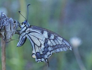 Machaon atypique.ppc-2386.jpg