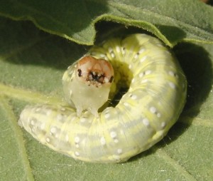 chenille verte sur chêne chemin 2009.05.25 (1p%).JPG