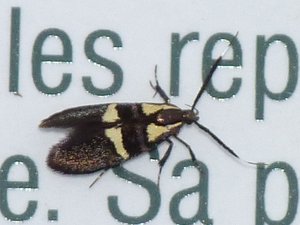 Dasycera oliviella.JPG