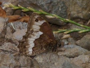 Sylvandre Hipparchia sp St Martin de Fugères (1).JPG