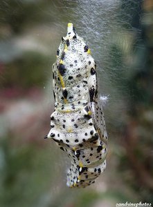 chrysalide de piéride du chou Pieris Brassicae 14 juillet 2012 (7).jpg