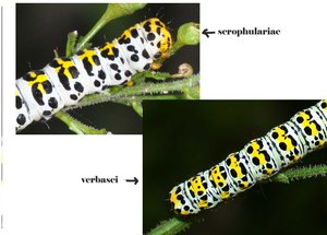 verbasci et scrophulariae.jpg