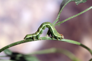 Emmelia trabealis-1310.jpg