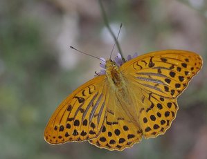 Le Tabac d'Espagne(Argynnis paphia L._R0T154.JPG