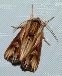 Camomillière ou Noctuelle clairvoyante Actinotia polyodon bis.JPG