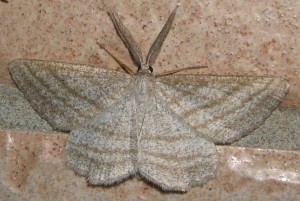 4133 07939 Geometridae Perconia strigillaria Etrille = Phalène des landes 2009.05.22 (10p%).JPG
