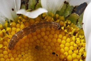 Gymnoscelis rufifasciata 20-04-2012.JPG