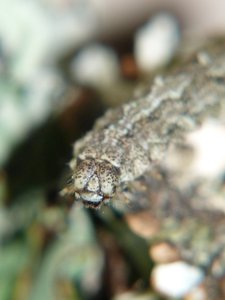 Gymnospile commune Tephronia sepiaria.JPG