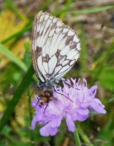 Demi-deuil Melanargia galathea (2).JPG