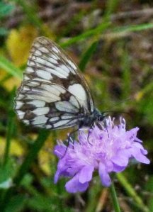 Demi-deuil Melanargia galathea (1).JPG