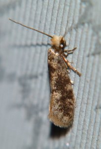 Infurcitinea albicomella (6).JPG