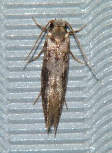 Infurcitinea albicomella (4).JPG