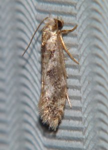 Infurcitinea albicomella (2).JPG