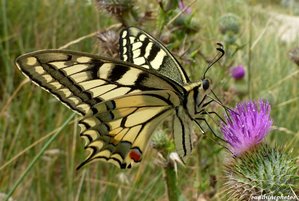 Papilio machaon -Plage de Gâvres Morbihan 17 juillet 2012 .JPG