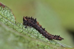 Cilix glaucata 27-07-2012.JPG