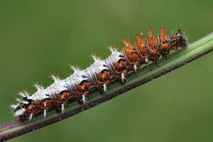 Polygonia c-album 30-06-2012.JPG