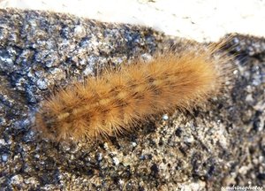 Grosse chenille orange sur les rochers Carnac 22 juillet 2012 Morbihan .jpg