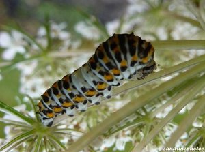 Chenille sur ombellifère Bouresse.jpg