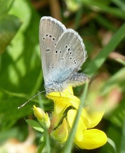 Demi-Argus Cyaniris semiargus Champagnac (2).JPG