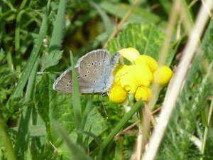 Demi-Argus Cyaniris semiargus Champagnac (1).JPG