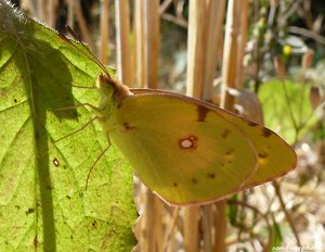 Colias 1er août 2012 Bouresse.jpg