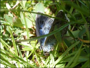 Lyc - Maculinea arion (3).jpg