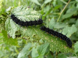 Chenille d'Inachis Io, Paon de jour sur orties Autour de la Dive Bouresse   (1).jpg