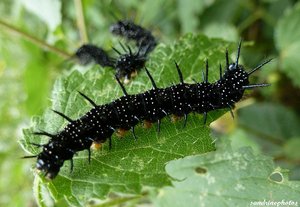 Chenille d'Inachis Io, Paon de jour sur orties Autour de la Dive Bouresse  .jpg