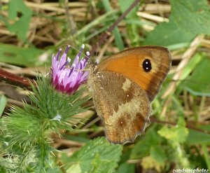 Papillon couleur fauve 03 août 2012 Bouresse  (1).jpg