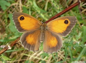 Papillon couleur fauve 03 août 2012 Bouresse .jpg