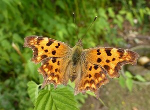 Robert le Diable - Polygonia c-album - 4 août 2012 - Poitiers.jpg