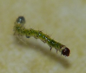P1090006.JPG