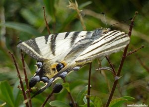 Flambé, Iphiclides podalirius, 6 août 2012 Bouresse Poitou-Charentes.jpg