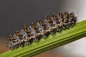 Melitaea diamina  13-05-2012.JPG