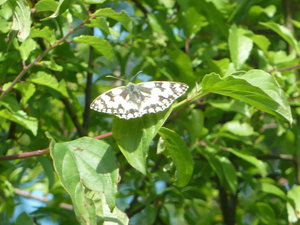 65 - claudine despland Melanargia galathea - Colombier (70)- 22-6-2012.JPG