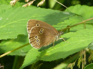 67 claudine despland - Aphantopus hyperanthus - Cruseilles (74)-27-6-2012.jpg