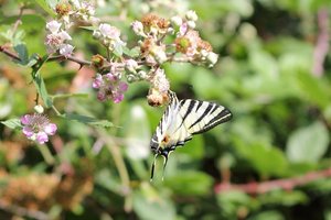 Iphiclides podalirius podalirius L - Le Flambé.jpg