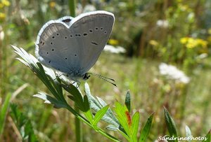 Petit papillon gris-bleu Bouresse 31 juillet 2012  .JPG