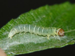 Diurnea fagella.JPG