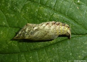 Chrysalide de paon de jour - 12 août 2012 - Bouresse, Poitou-Charentes (9).jpg